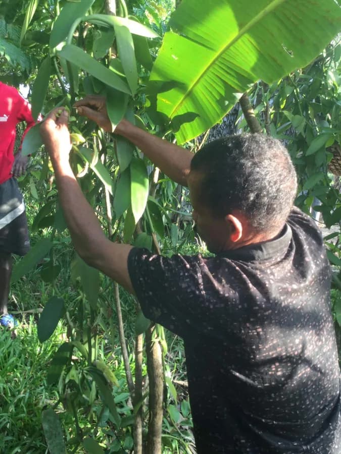 Cloteur hand-pollinating vanilla orchid flowers in Madagascar
