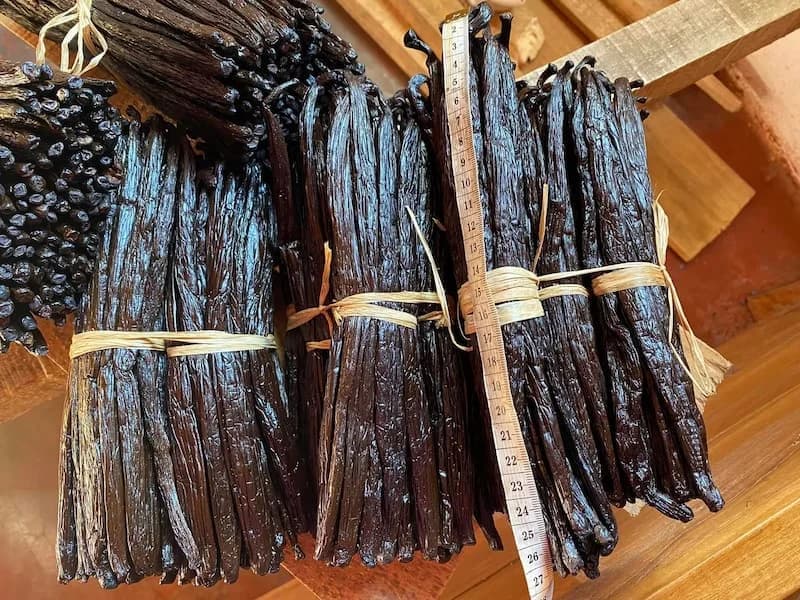 Madagascar Pompona vanilla beans — bundles of dark pods, SAVA region Madagascar