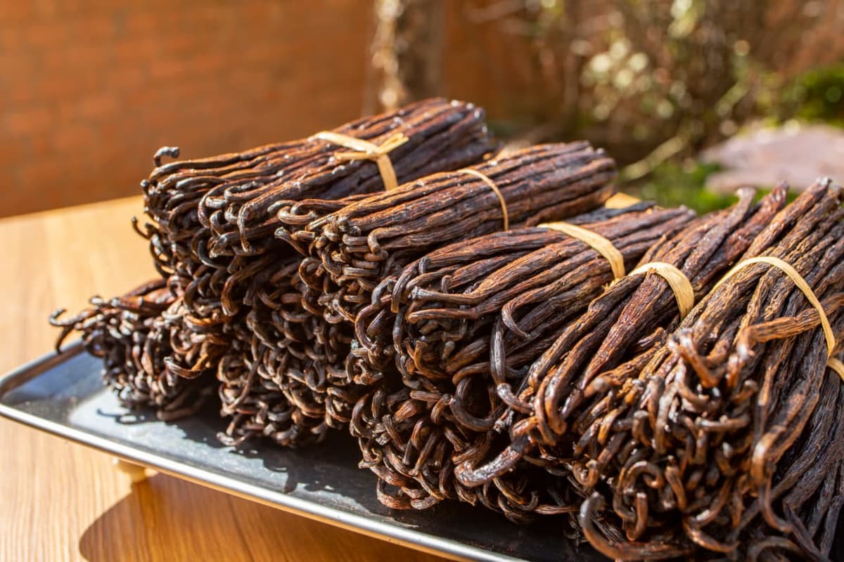 Grade B Madagascar vanilla beans for extract — bundles on a tray, fresh from SAVA