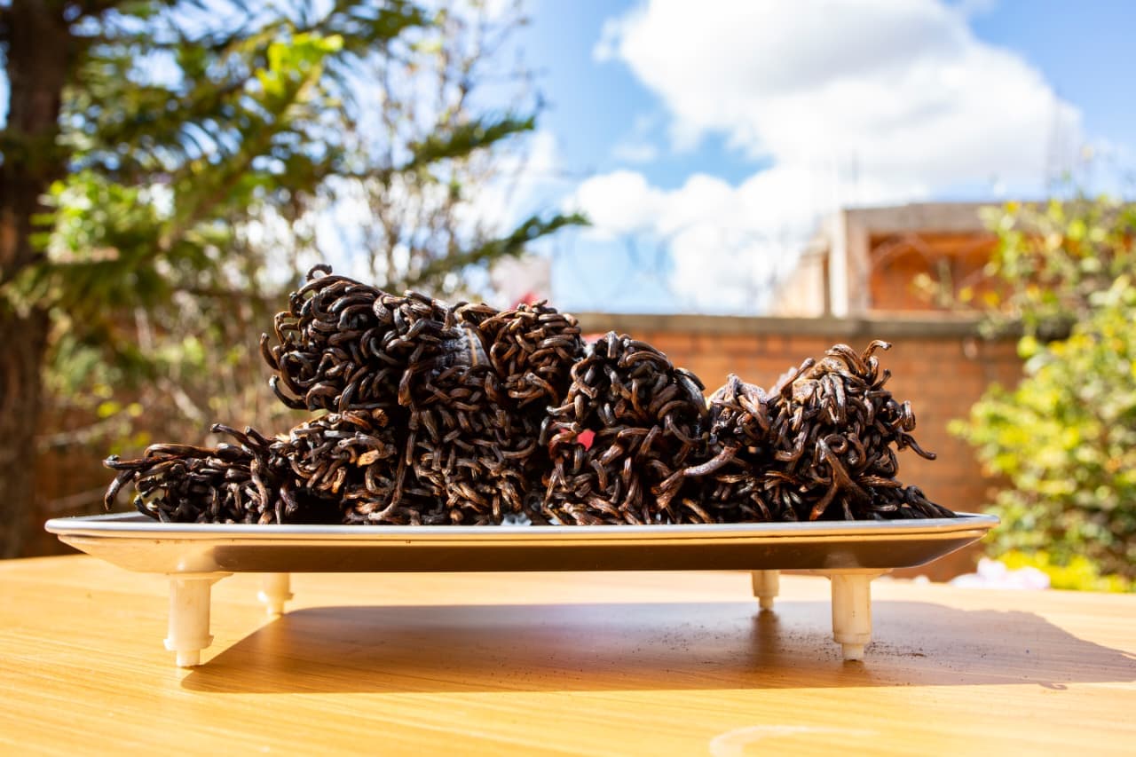 Grade B Madagascar vanilla beans, curled pods on a drying tray outdoors