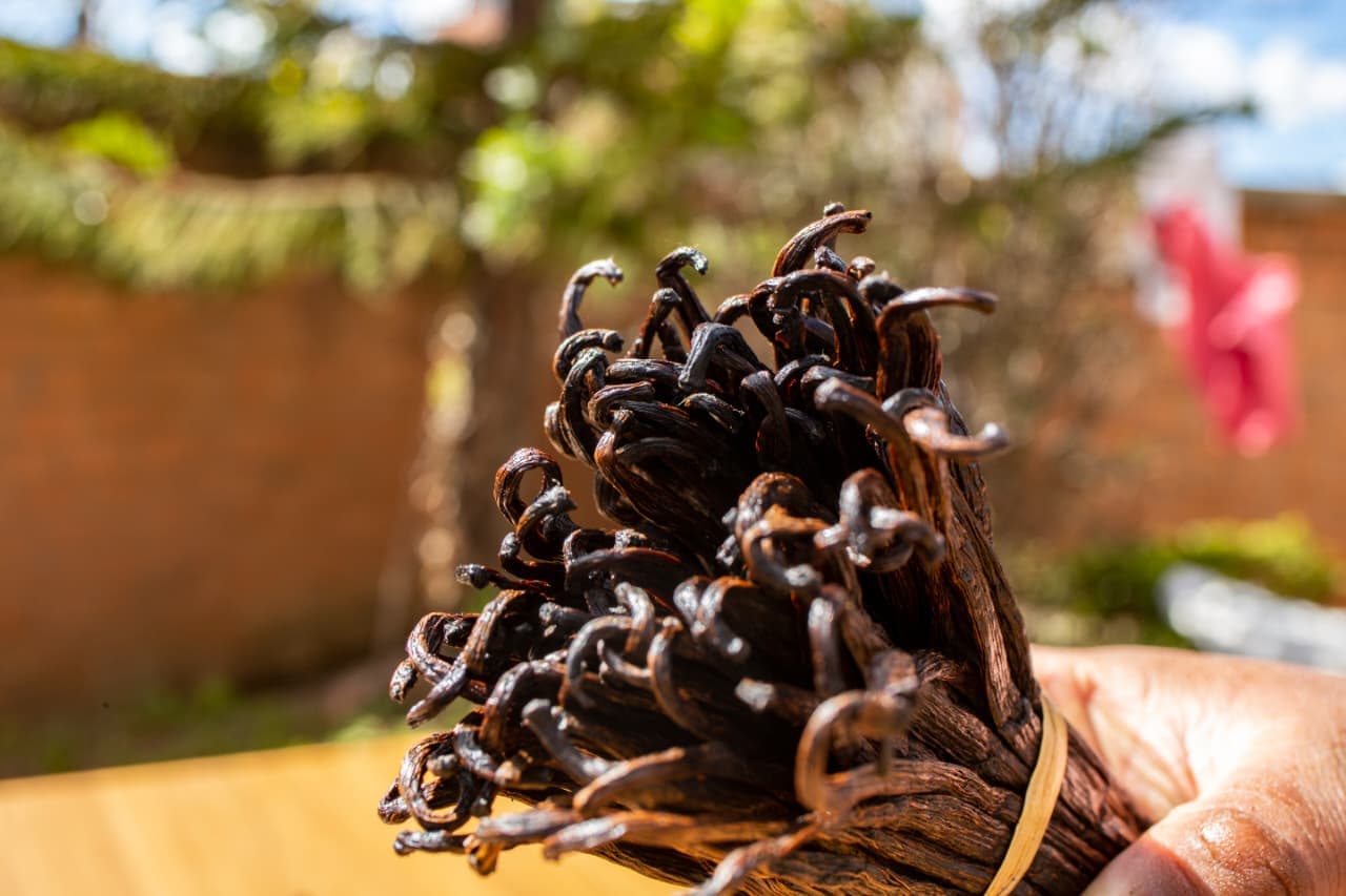 Close-up of a hand holding curled Grade B Madagascar vanilla beans