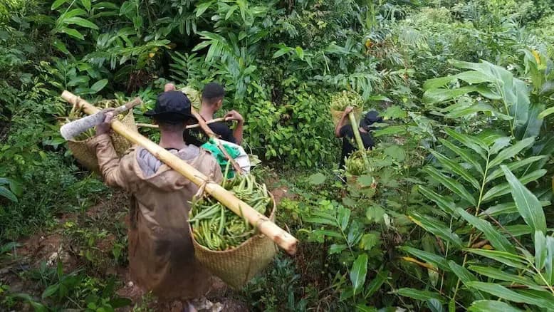 Vanilla farmers carrying freshly harvested pods through the SAVA jungle, Madagascar