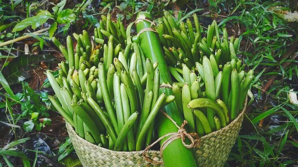 madagascar wild vanilla