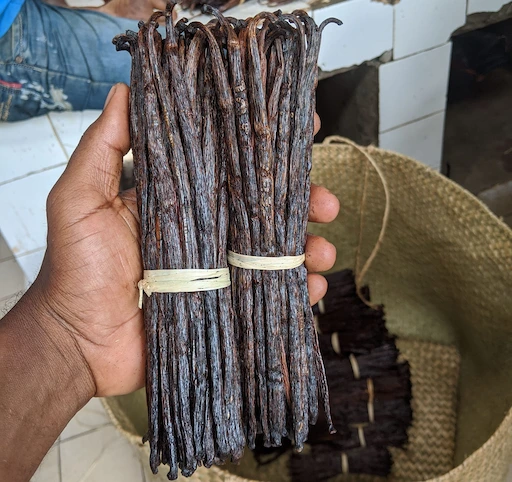 Grade B vanilla beans