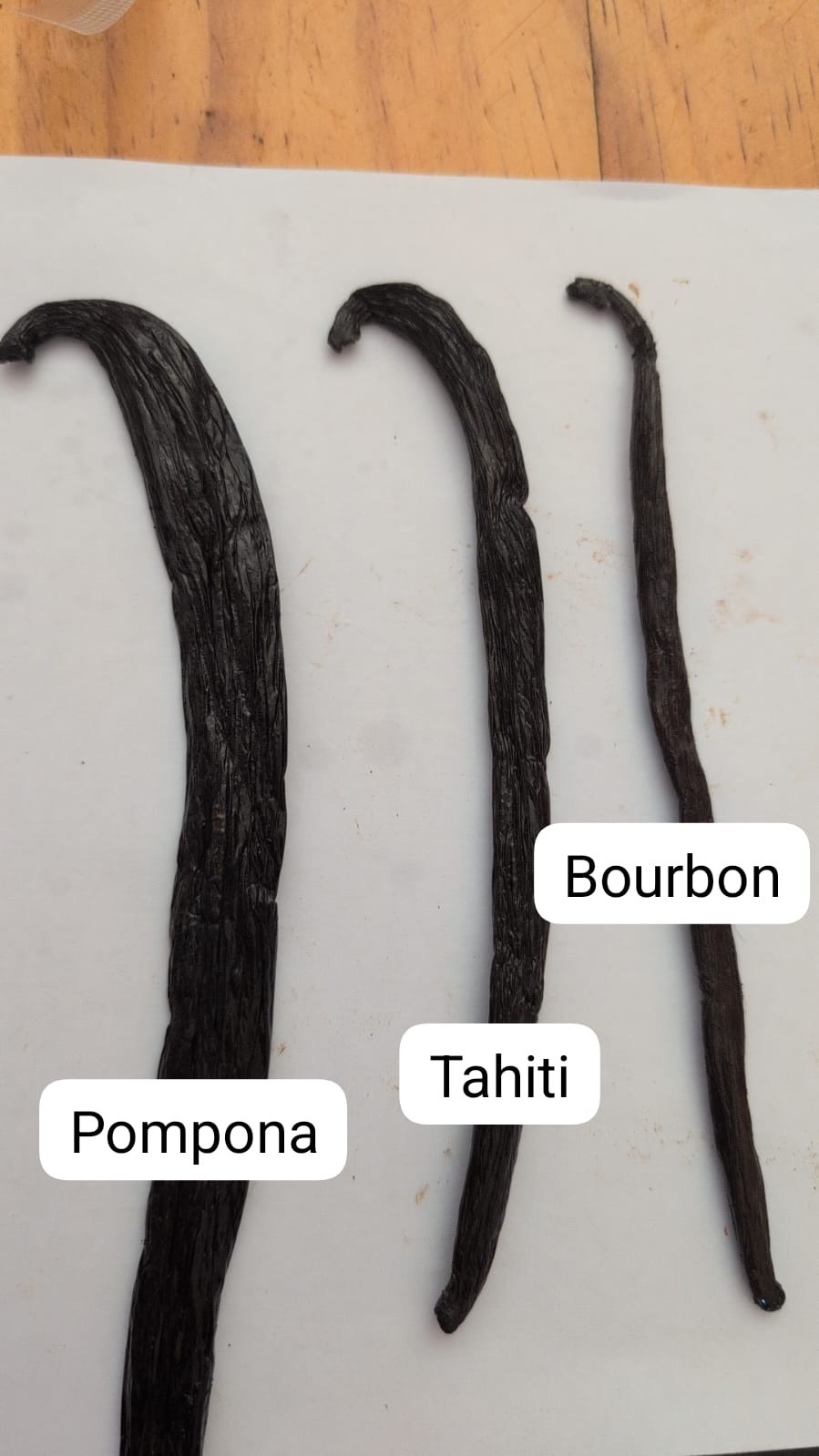 Three types of vanilla beans side by side — Pompona, Tahiti, and Bourbon (Vanilla planifolia)