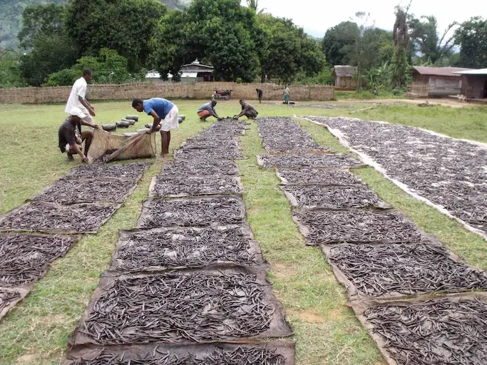 madagascar bourbon vanilla beans